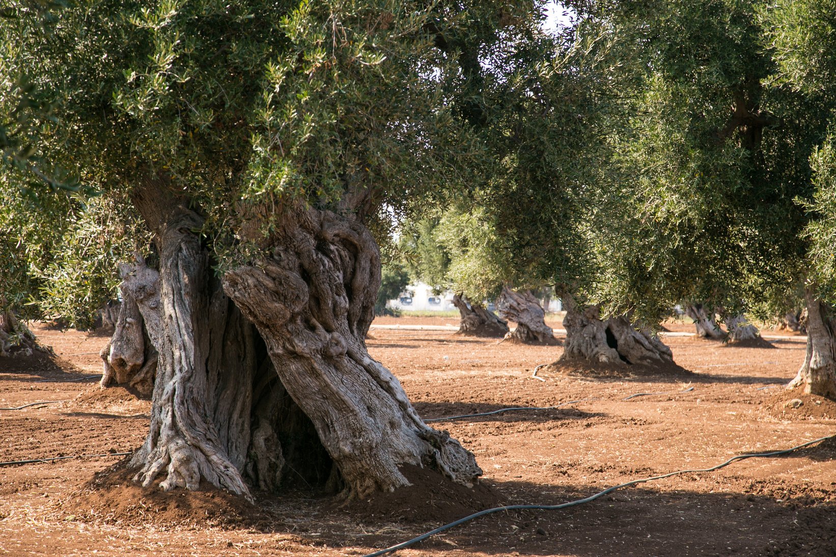 olive trees