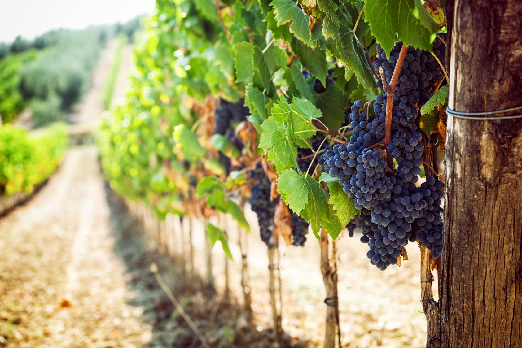 Tuscan Vineyard with Red Grapes